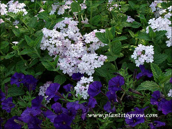 Verbena "Lavender Pink"